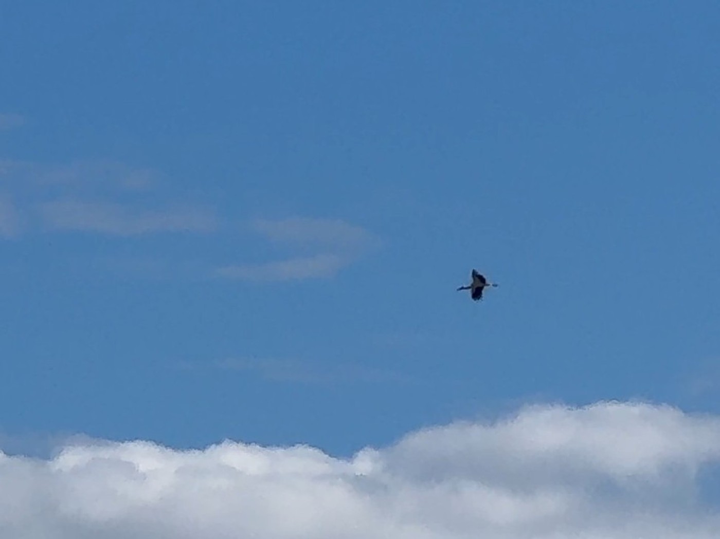 20250320 Storch 10.jpg